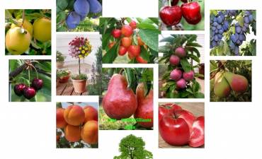 CRISPLANT TRANSILVANIA SRL