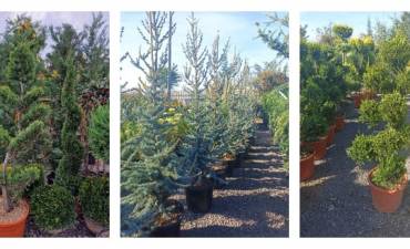 EVENT GREEN SOLUTION SRL