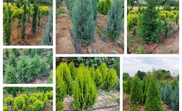 PLANTE ORNAMENTALE SEINI