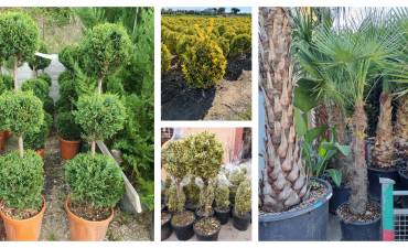 PROFESIONAL STONE GARDEN SRL