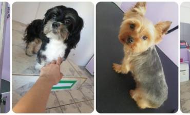 TONY & HERA PET